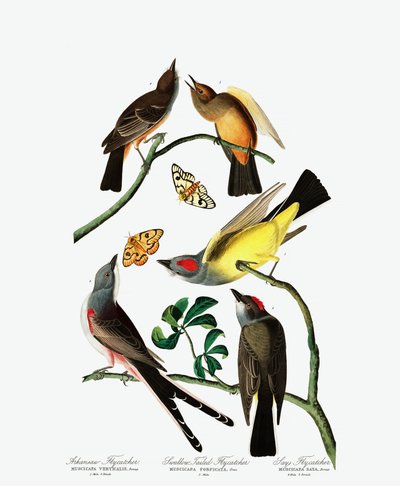 Drie variëteiten van vliegenvangers, uit The Birds of America door John J. Audubon, pub. 1827-38 door John James Audubon